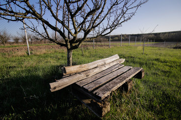 Wooden bench in a plum orchard