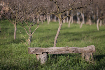 Wooden bench in a plum orchard