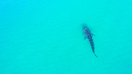 Whale Shark (rhincodon typus), the biggest fish in the ocean, a huge gentle plankton filterer giant,  swimming near the surface. La Paz Baja California sur, Mexico.