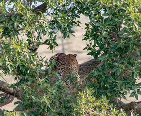 Leopard