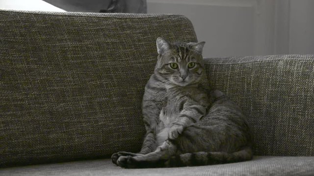 chat sur un canap&eacute;