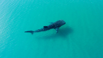 Fototapeta premium Whale Shark (rhincodon typus), the biggest fish in the ocean, a huge gentle plankton filterer giant, swimming near the surface. La Paz Baja California sur, Mexico.