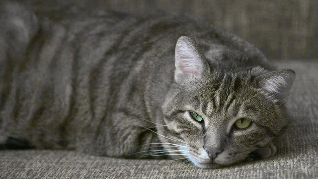 chat sur un canap&eacute;