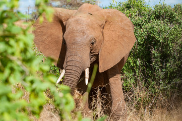 Fototapeta na wymiar charging elephant