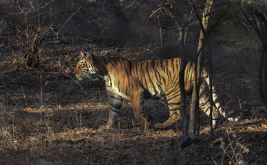 Wild tiger from Ranthanbhor national park in India