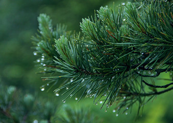 Green Needles Fur-trees close-up