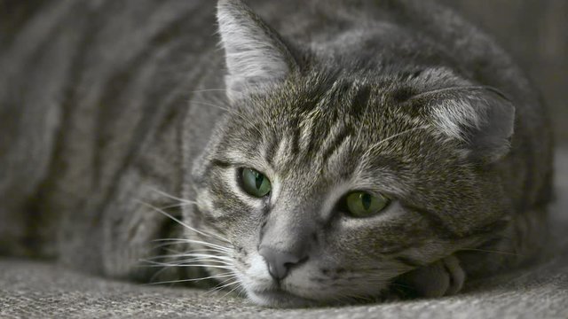 chat sur un canap&eacute;