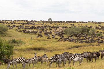 Fototapeta na wymiar Huge herds of ungulates on the Serengeti plains. Kenya, Africa