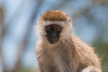 Monkey closeup