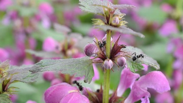 Closeup of ants on the flower (red dead-nettle)