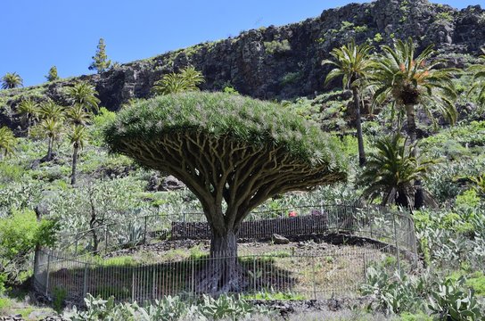 Drachenbaum bei Alajero, Gomera