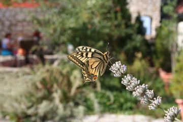 Fototapeta na wymiar Yellow Glassy Tiger Butterfly in spring