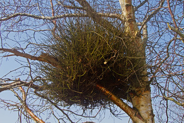Witches' broom, a deformity caused by a fungus, in a Birch tree