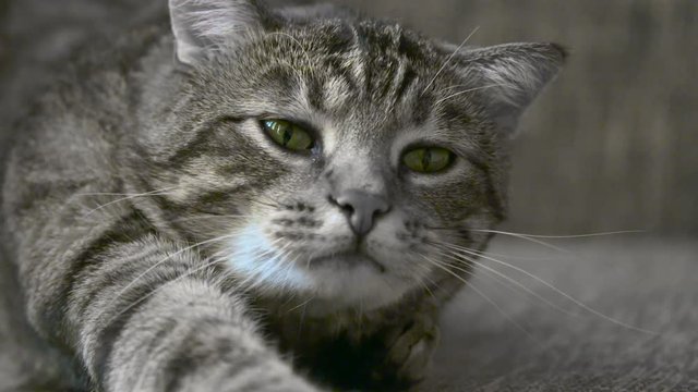 chat sur un canap&eacute;