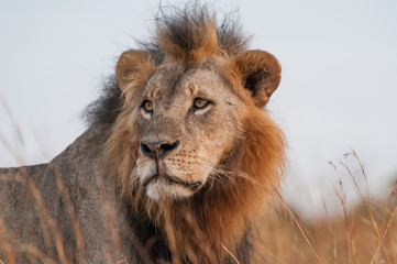 Fototapeta na wymiar Lion portrait