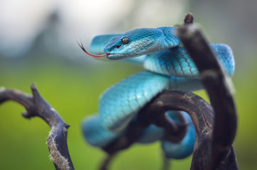 Snake