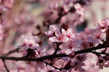 Closeup image of delicate spring pink blossom of tree prunus on little branch, blooming, leaves, warm colors, blurry background, copy space. Spring season.Nature concept.