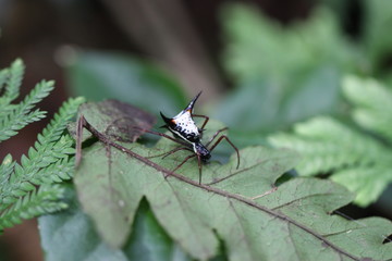 Araña