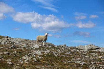 Sheep on pasture on Seterfjell in Northern Norway