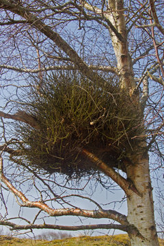 Witches' broom, a deformity caused by a fungus, in a Birch tree
