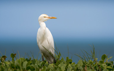 Cattle egret watching to surroundings