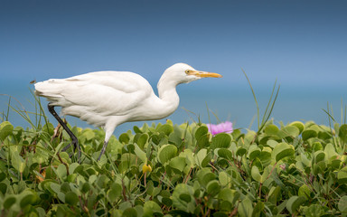 Cattle egret, walk along the bank