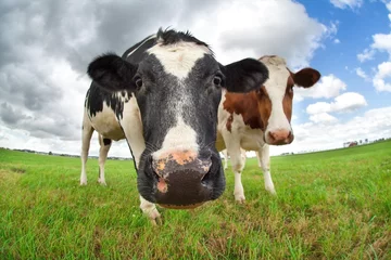 Photo sur Plexiglas Vache nez de vache drôle se bouchent