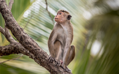 Toque macaque istting on the tree
