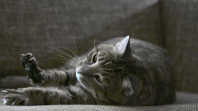 chat sur un canap&eacute;