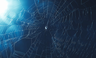 spider web in cool tone