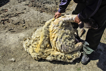 Removing a wool with the sheep
