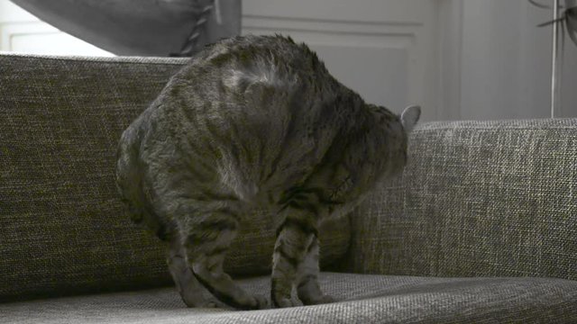chat su un canap&eacute;