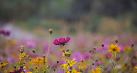 sweet colorful cosmos in the natural field with soft and blured background © wathana