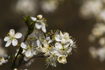 Kirschblüte mit einer Biene, weiße Blüte mit einer Biene, Biene und eine Blüte, apfelblüten...