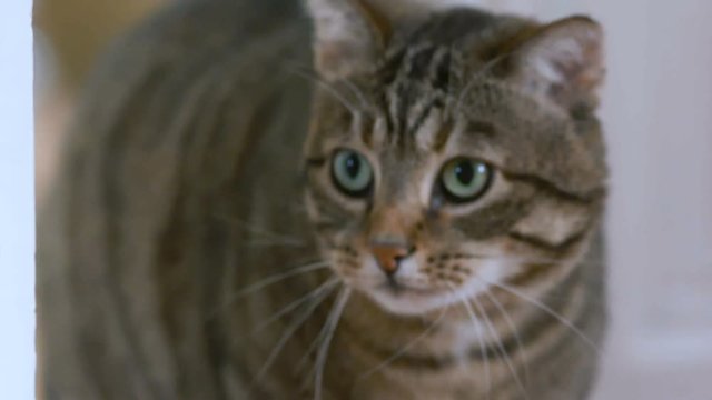 chat qui marche