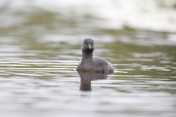 Pato