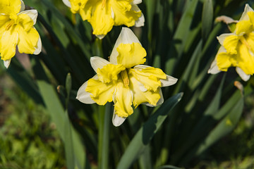 Gelbe Narzissen, Narzissen auf einer Wiese, Nahaufnahme einer Narzisse, Frühling, blühend