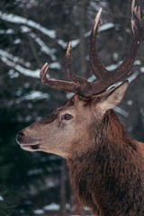 Fototapeta premium Hirsch im Winter