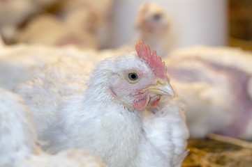 Young white chickens in cage at poultry farm