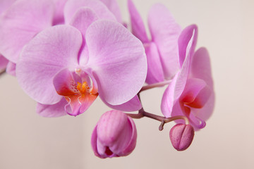Naklejka na ściany i meble розовый цветок орхидеи