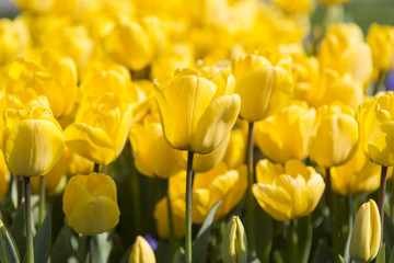 Tulip Flower. Beautiful bouquet of tulips. colorful tulips. tulips in spring at the garden,colorful tulip,Nature background.