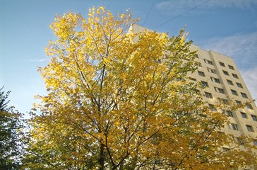 tree with yellow foliage on the background of a modern building