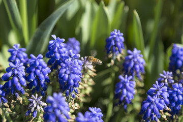 Tulip Flower. Beautiful bouquet of tulips. colorful tulips. tulips in spring at the garden,colorful tulip,Nature background.