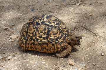 Pantherschildkröte im Tarangire Nationalpark, Tansania
