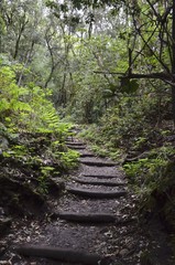 Wanderweg im Nationalpark Garajonay, Gomera