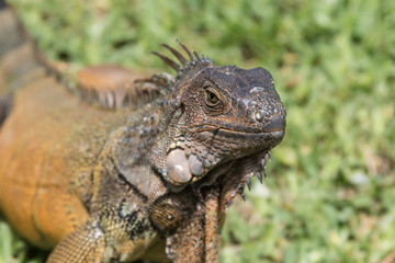 Iguana