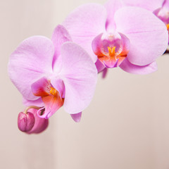 цветок орхидеи крупным планом