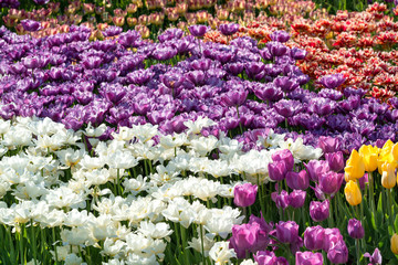 Colorful tulips background