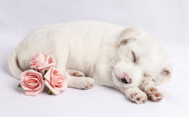 Parsnips Pink Roses 2