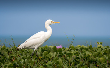 Cattle egret watching to surroundings